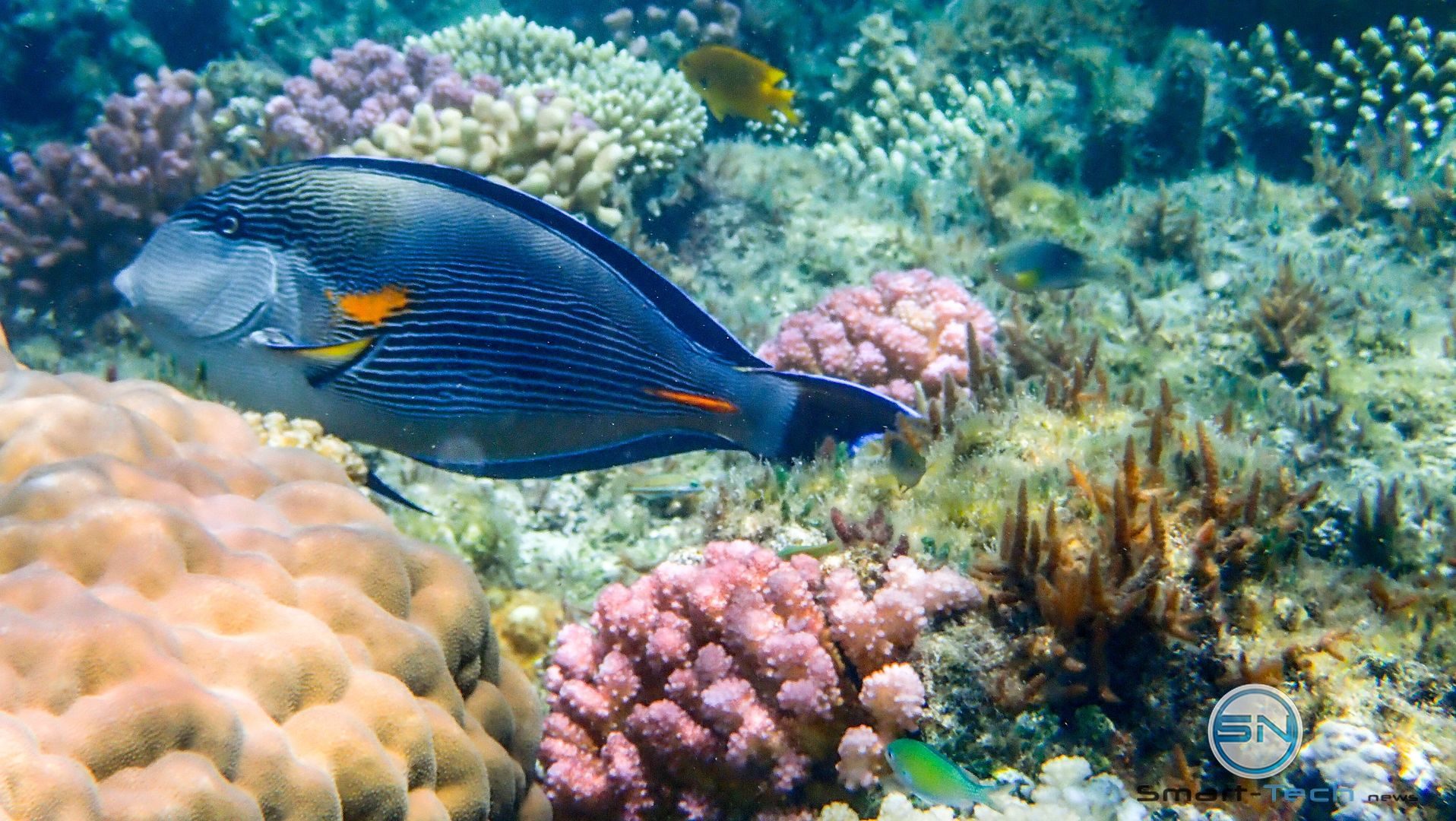 Blue Fish - Egypt - Diving - Olympus TG5